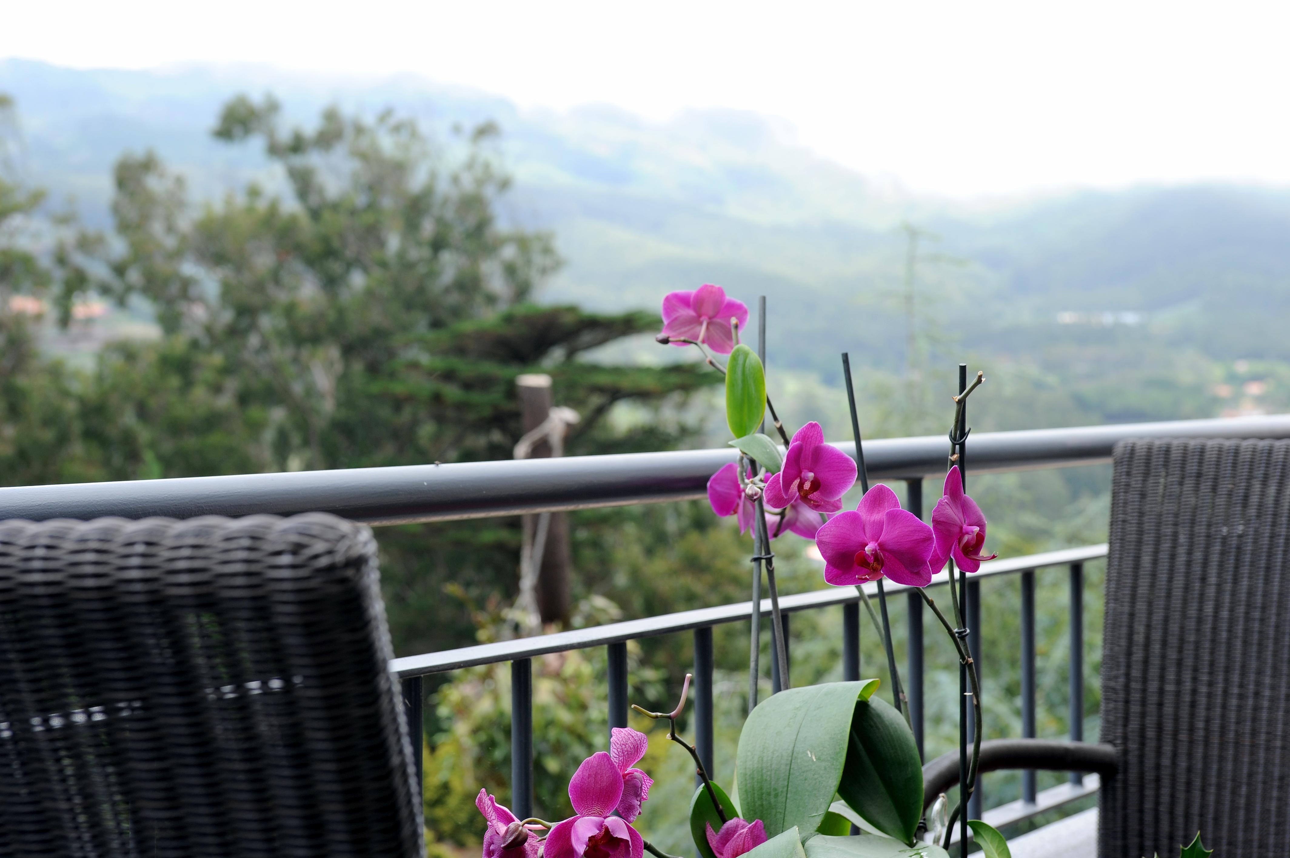 Quinta Da Cova Do Milho Hotel Santo Antonio da Serra Eksteriør billede